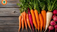 Fresh organic root vegetables including orange carrots, pink radishes, white daikon radish arranged in row on rustic wooden background. Great for healthy eating blogs.