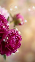 Magenta peonies with water droplets in soft focus, ideal for spring and garden themes, floral backgrounds, and nature-inspired designs.
