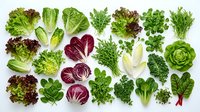 Fresh organic leafy greens and herbs collection isolated on white background including lettuce, spinach, kale, arugula and parsley for healthy cooking.
