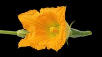 Bright orange squash blossom on stem isolated on transparent background, ready for stickers, t-shirt design, clipart, and print on demand use.