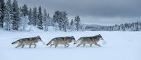 Three gray wolves running across snowy winter landscape with snow-covered evergreen forest and overcast sky in northern wilderness setting.