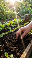 Hand planting seedlings in raised garden bed with morning sunlight streaming through lush green foliage creating warm golden atmosphere for organic farming.