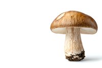 Fresh brown porcini mushroom with thick stem and round cap isolated on white background, side view macro shot for culinary, food photography and design.