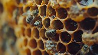 Macro shot of honeycomb cells with working bees inside, showing natural hexagonal pattern of beeswax structure filled with honey and pollen in golden brown tones.