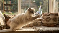 Long-haired cat playing with feather toy on couch near window, indoor pet entertainment and playtime activity.