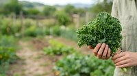 Farmer holding fresh curly kale bunch in vegetable garden field. Organic produce harvesting and sustainable agriculture concept for farming, gardening, and healthy food production.
