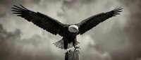 Bald eagle perched on wooden post with wings spread wide, dramatic cloudy sky background, monochrome wildlife photography for nature and freedom concepts.