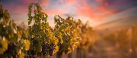 Grapevines with ripe clusters at sunset in vineyard landscape, golden hour lighting for wine industry, agriculture, and harvest season marketing.