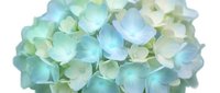 Isolated hydrangea flower cluster with soft blue, green, and cream petals on transparent background, ready for design projects, invitations, and decorative applications.
