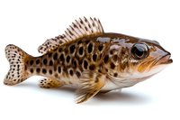Spotted grouper fish with brown leopard pattern and spiky dorsal fin isolated on white background, detailed side view showing scales and distinctive markings.