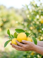 Farmer's hand holding fresh yellow lemons with green leaves in orchard garden, harvesting ripe citrus fruit for agriculture and food production use.