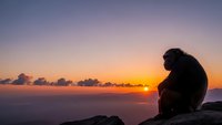 Silhouette of contemplative person sitting on rocky cliff edge watching golden sunrise over ocean horizon with dramatic purple and orange sky clouds.