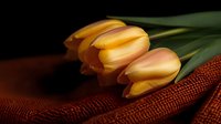 Fresh orange tulips with delicate petals lying on brown textured fabric in dramatic lighting, creating moody floral composition with soft shadows and warm tones.