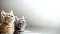 Two adorable kittens looking up with curiosity and wonder, orange tabby and gray striped cats sitting together indoors with soft natural lighting.