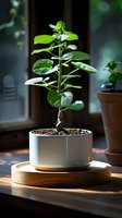 Young green plant growing in white ceramic pot on wooden stand near window, natural sunlight creating dramatic shadows and bokeh effect in background.