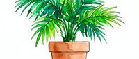 Potted palm plant with lush green fronds in terracotta container, isolated on white background for interior design, home decor, and botanical illustrations.
