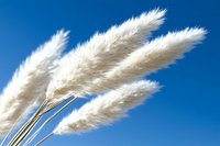 White pampas grass plumes against vibrant blue sky background, soft fluffy reeds swaying in breeze create natural minimalist composition for decor and design.