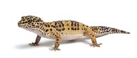 Leopard gecko with spotted tan and brown patterned skin isolated on white background, suitable for educational materials, wildlife design projects, and reptile-related content.