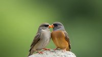 Two small songbirds touching beaks in romantic gesture on stone perch against soft green bokeh background for nature and wildlife photography projects.
