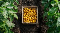 Fresh yellow dates in wooden box on dark soil surrounded by green palm leaves, top view of organic tropical fruit harvest in natural garden setting.