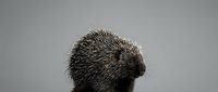 Adorable porcupine with spiky quills on neutral background, small mammal wildlife animal portrait for educational content and nature design projects.
