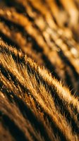 Extreme close-up of golden animal fur with fine texture and natural striping pattern, illuminated by warm sunlight creating depth and detail for wildlife and nature backgrounds.