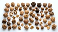 Walnuts and walnut kernels arranged flat lay on white background, showing whole nuts with shells and cracked open pieces for cooking, baking, nutrition and healthy food concepts.