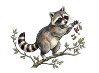 Raccoon standing on branch holding berries with leaves, isolated on white background for design use, clipart, children's illustrations, and educational materials.