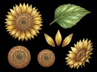 Sunflower clipart set with blooms, seed heads, petals, and leaf, isolated on transparent background. Ready for t-shirt design, stickers, sublimation, and print on demand.
