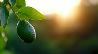 Fresh green avocado growing on tree branch with leaves against blurred natural sunset background, organic healthy food concept for agriculture.