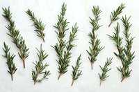 Fresh rosemary sprigs arranged in neat rows on white textured background, aromatic herbs pattern for cooking and food styling. Culinary concept.