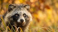 Adorable raccoon kit with fluffy fur and bright eyes sitting in autumn grass with golden bokeh background for wildlife and nature projects.