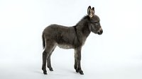 Young gray donkey foal standing in profile on white background, isolated farm animal ready for design projects and educational materials.