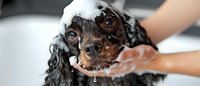 Black cocker spaniel puppy getting bath with soap and shampoo, wet dog with foam on head looking at camera during grooming and washing procedure.