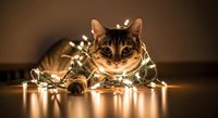 Tabby cat wrapped in warm white string lights against brown background, perfect for holiday greeting cards, festive pet photography, and seasonal marketing materials.