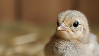 Adorable fluffy baby chick with soft downy feathers and bright eyes in warm natural lighting for farm and agriculture content.