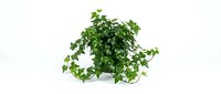 Lush green ivy plant with cascading foliage isolated on white background, suitable for interior design, gardening, and botanical projects.