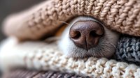 Close-up of dog nose peeking through knitted beige blanket, creating cozy winter atmosphere for pet care and comfort concepts.
