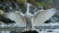 Majestic white egret displaying wings spread wide over water, creating dramatic pose with detailed feather texture and natural bokeh background in morning light.