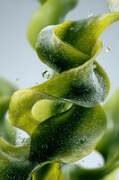 Fresh green spiral plant with water droplets captured in macro photography, showcasing natural curves and hydration for wellness and organic lifestyle concepts.