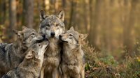 Gray wolf pack showing affection with nuzzling behavior in autumn forest habitat. Wildlife family bonding moment captures natural social dynamics.