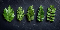 Fresh green herb and leaf varieties arranged in row on dark slate background, overhead view of aromatic cooking ingredients for culinary use.