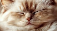 Peaceful sleeping cream colored Persian cat face closeup showing long fur, closed eyes, and pink nose in soft natural lighting, expressing serenity and comfort.