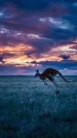 Kangaroo hopping across grassland at sunset with dramatic purple and orange sky clouds creating stunning wildlife scene for nature photography projects.