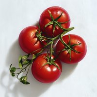 Fresh ripe red tomatoes on vine against white background with natural shadow, close up view showing texture and green stems.