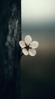 Delicate white cherry blossom emerges from dark tree bark, creating dramatic contrast against blurred background. Macro photography captures spring awakening in nature.