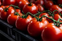 Fresh ripe red tomatoes on vine in black plastic crate ready for market sale. Organic healthy vegetables for cooking and nutrition concepts.