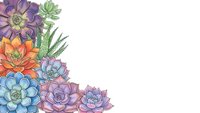 Colorful succulent plants corner border frame on white background. Botanical illustration for greeting cards, invitations and decorative design projects.