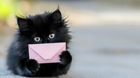 Adorable fluffy black kitten holding pink envelope in paws with bright blue eyes for greeting cards, Valentine's Day, love messages and pet communication.