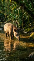 Tapir drinking water in tropical rainforest stream surrounded by lush green vegetation and moss-covered rocks in natural wildlife habitat.